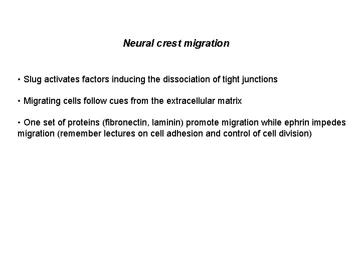 Neural crest migration • Slug activates factors inducing the dissociation of tight junctions •