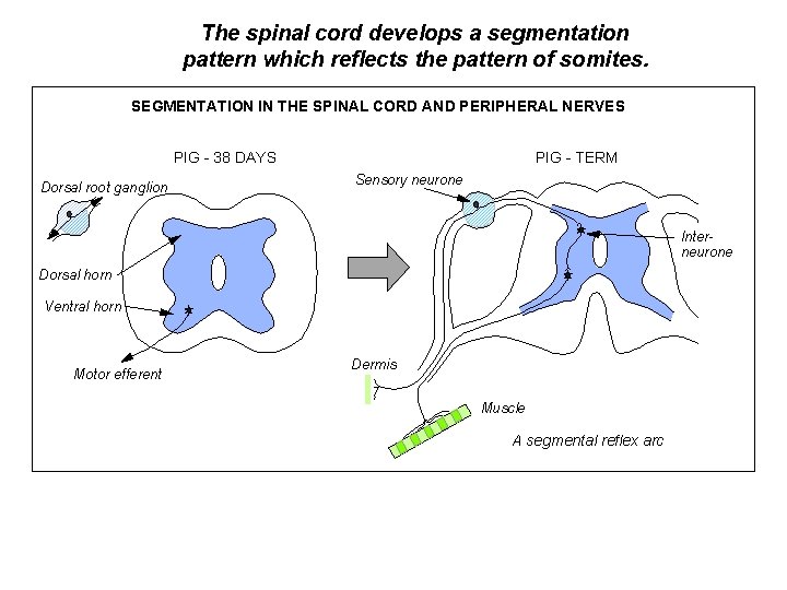 The spinal cord develops a segmentation pattern which reflects the pattern of somites. SEGMENTATION