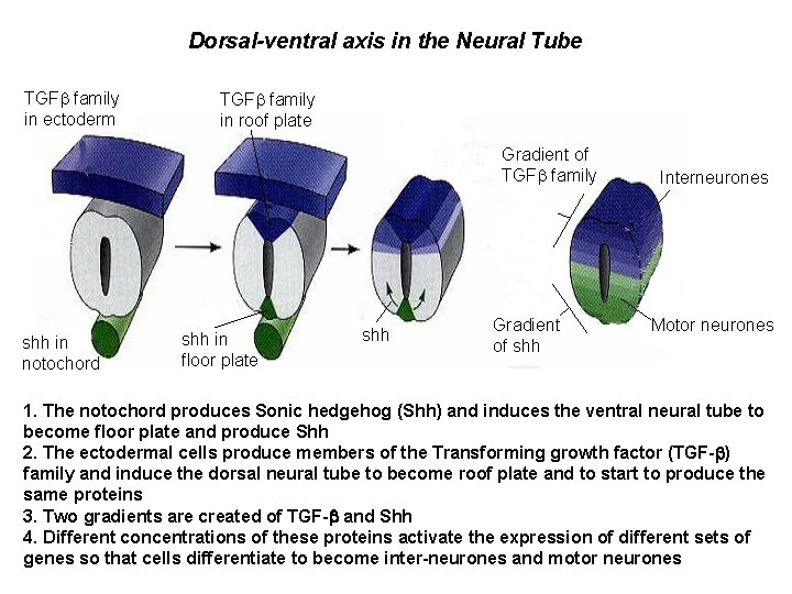 Dorsal-ventral axis in the Neural Tube TGFb family in ectoderm TGFb family in roof