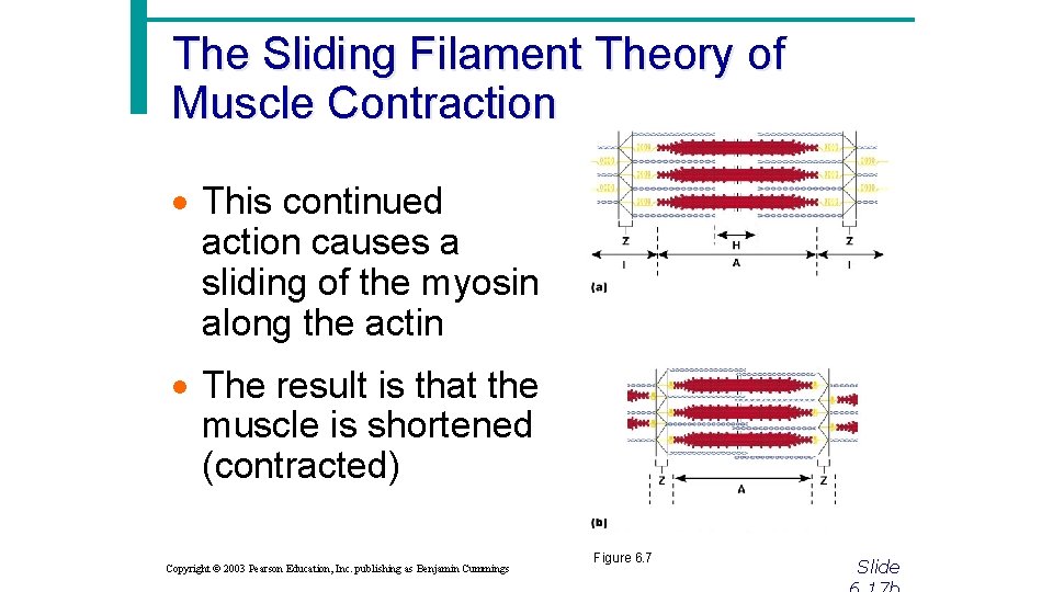 The Sliding Filament Theory of Muscle Contraction · This continued action causes a sliding
