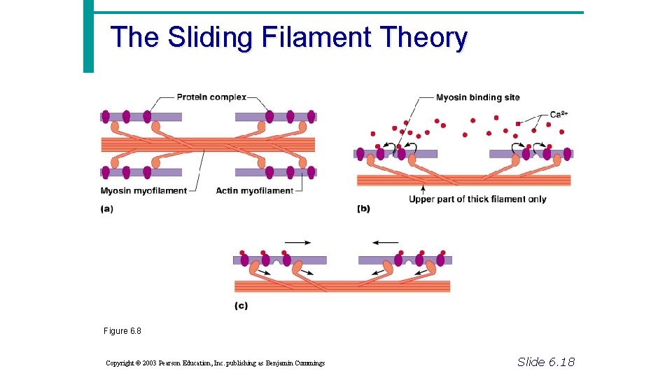 The Sliding Filament Theory Figure 6. 8 Copyright © 2003 Pearson Education, Inc. publishing