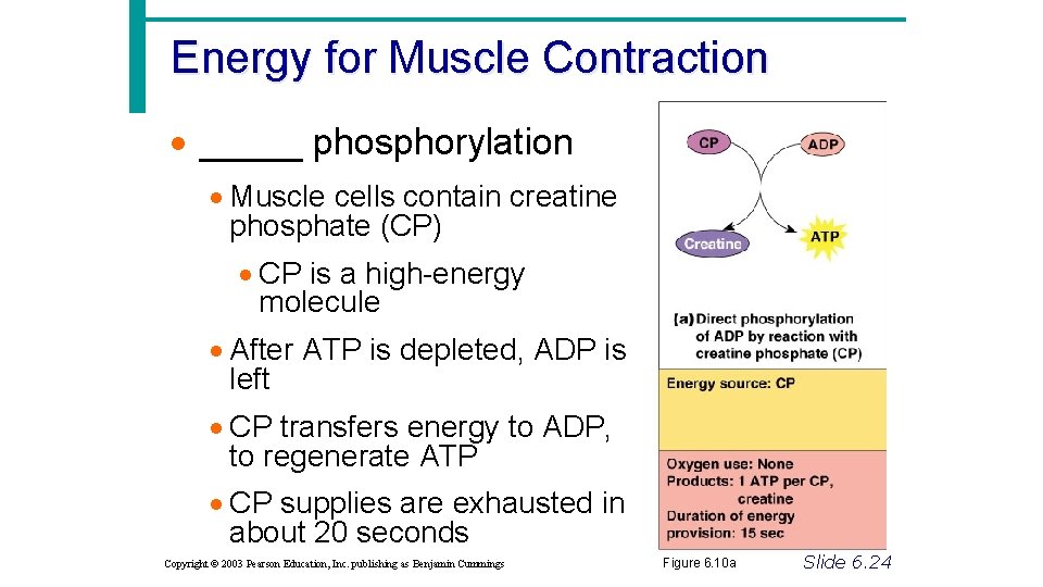 Energy for Muscle Contraction · _____ phosphorylation · Muscle cells contain creatine phosphate (CP)