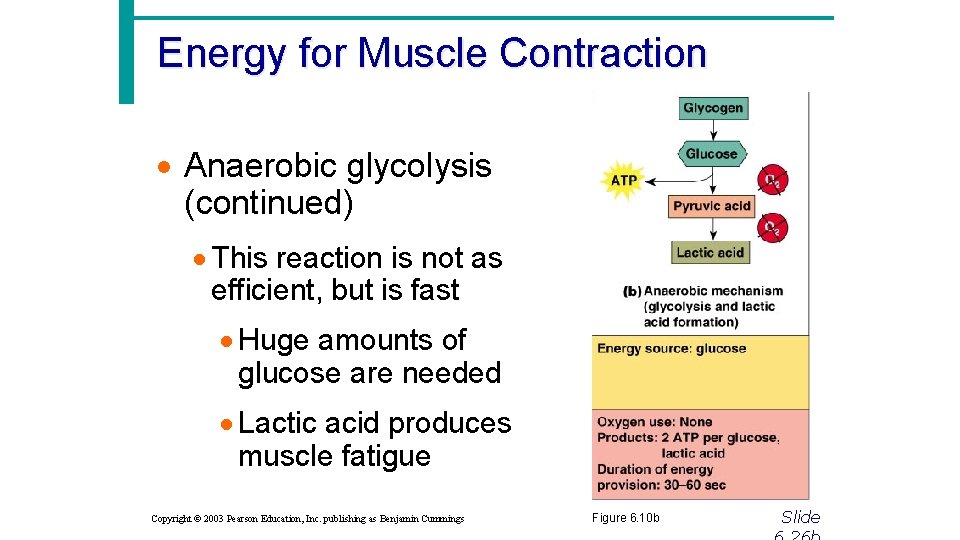 Energy for Muscle Contraction · Anaerobic glycolysis (continued) · This reaction is not as