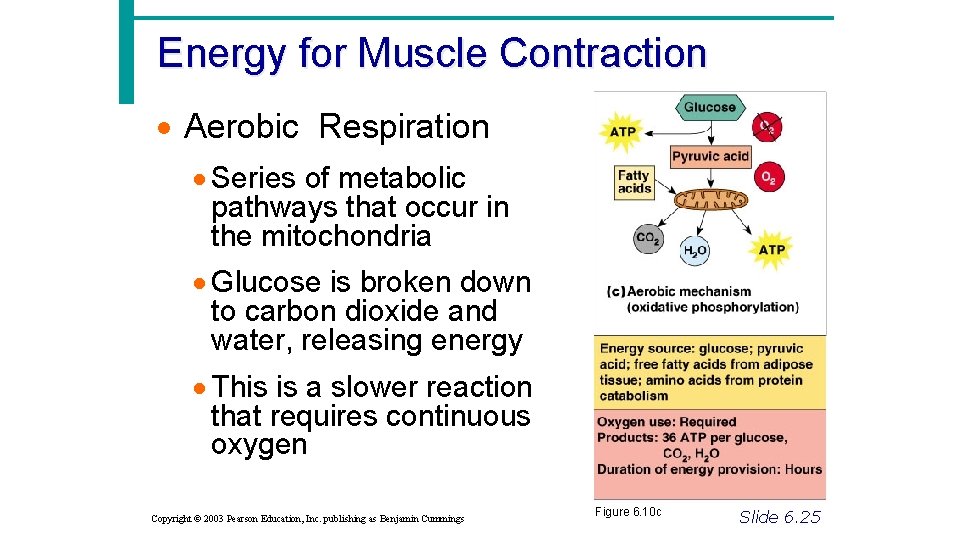 Energy for Muscle Contraction · Aerobic Respiration · Series of metabolic pathways that occur