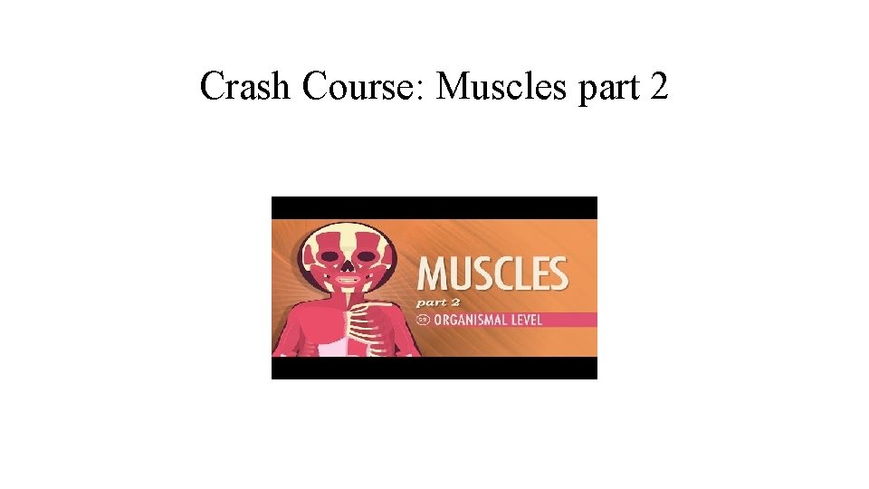 Crash Course: Muscles part 2 