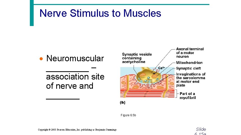 Nerve Stimulus to Muscles · Neuromuscular _____ – association site of nerve and _______