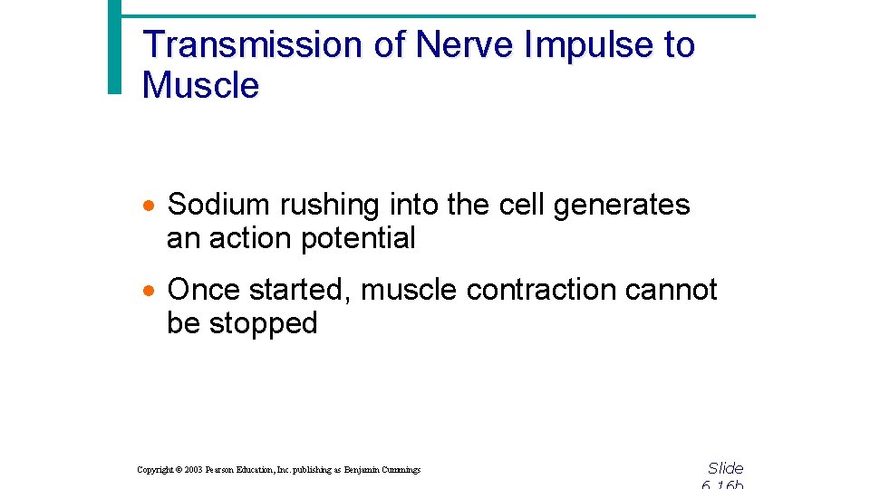 Transmission of Nerve Impulse to Muscle · Sodium rushing into the cell generates an