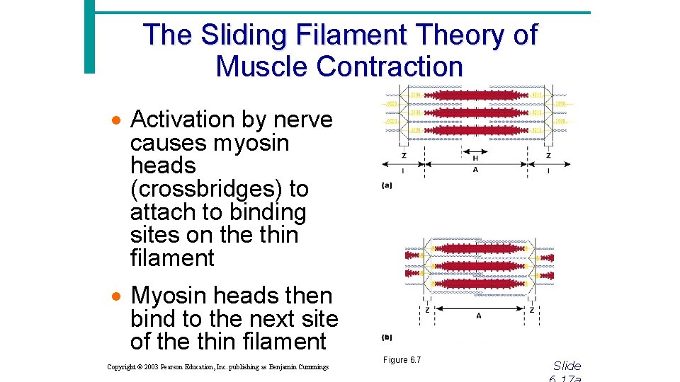 The Sliding Filament Theory of Muscle Contraction · Activation by nerve causes myosin heads