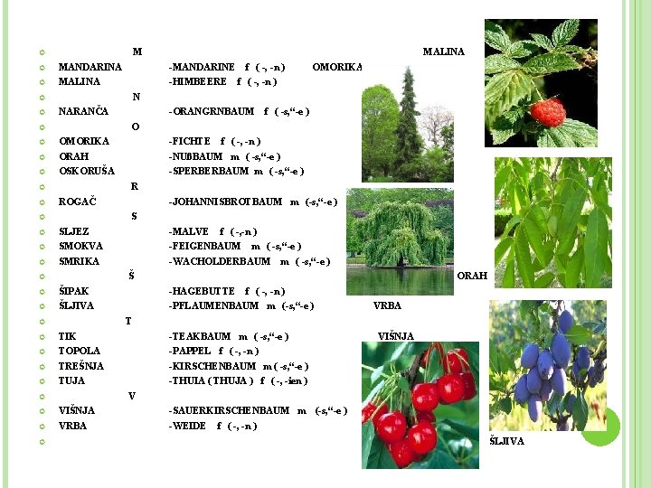 M MALINA MANDARINA -MANDARINE MALINA -HIMBEERE NARANČA f ( -, -n ) -ORANGRNBAUM f