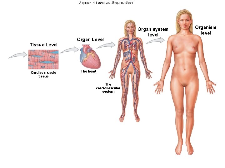 Figure 1 -1 Levels of Organization Organ Level Tissue Level Cardiac muscle tissue The
