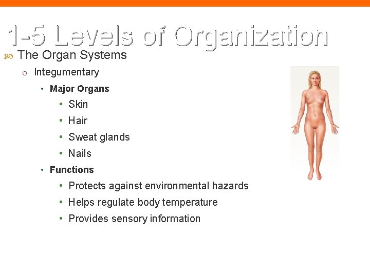 1 -5 Levels of Organization The Organ Systems o Integumentary • Major Organs •