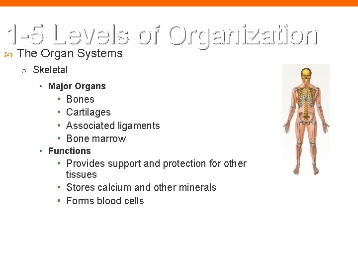 1 -5 Levels of Organization The Organ Systems o Skeletal • Major Organs •