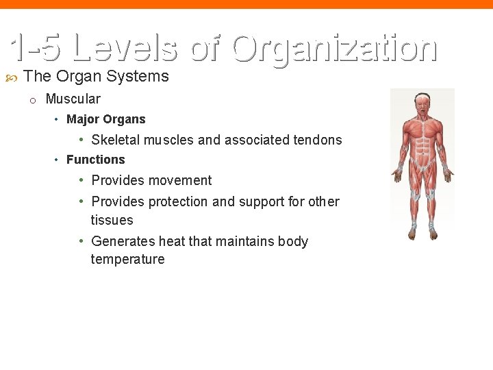 1 -5 Levels of Organization The Organ Systems o Muscular • Major Organs •