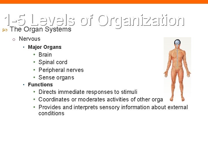 1 -5 Levels of Organization The Organ Systems o Nervous • Major Organs •