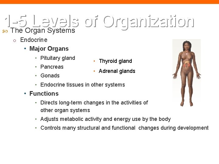 1 -5 Levels of Organization The Organ Systems o Endocrine • Major Organs •