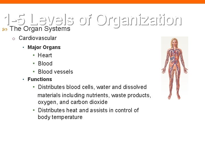 1 -5 Levels of Organization The Organ Systems o Cardiovascular • Major Organs •