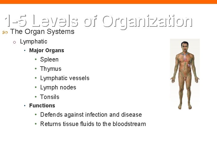 1 -5 Levels of Organization The Organ Systems o Lymphatic • Major Organs •