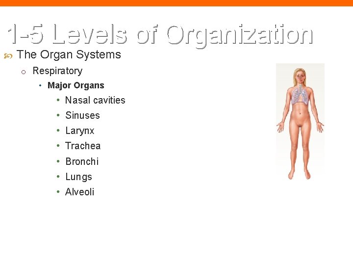1 -5 Levels of Organization The Organ Systems o Respiratory • Major Organs •