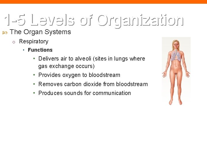 1 -5 Levels of Organization The Organ Systems o Respiratory • Functions • Delivers