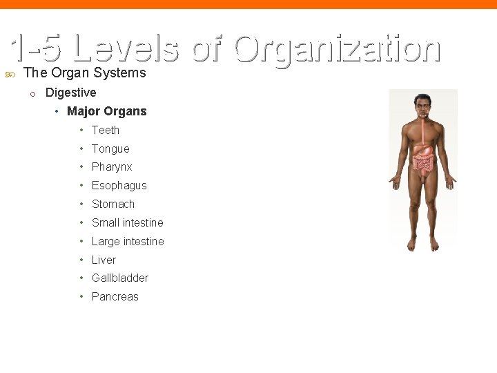 1 -5 Levels of Organization The Organ Systems o Digestive • Major Organs •