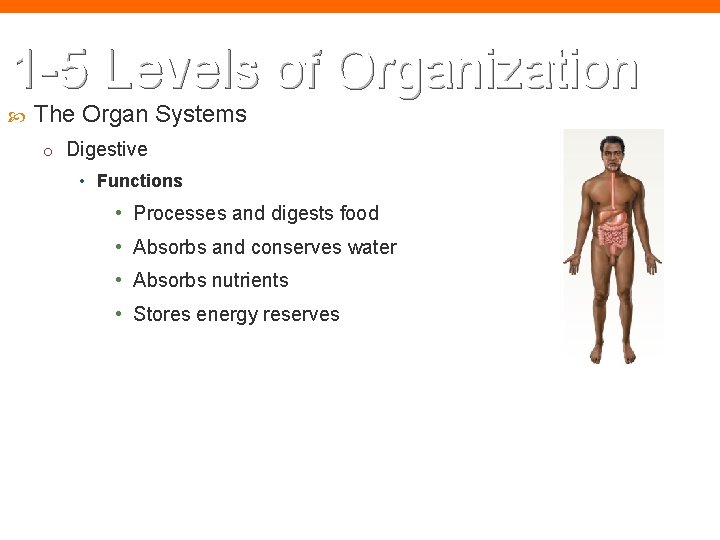 1 -5 Levels of Organization The Organ Systems o Digestive • Functions • Processes