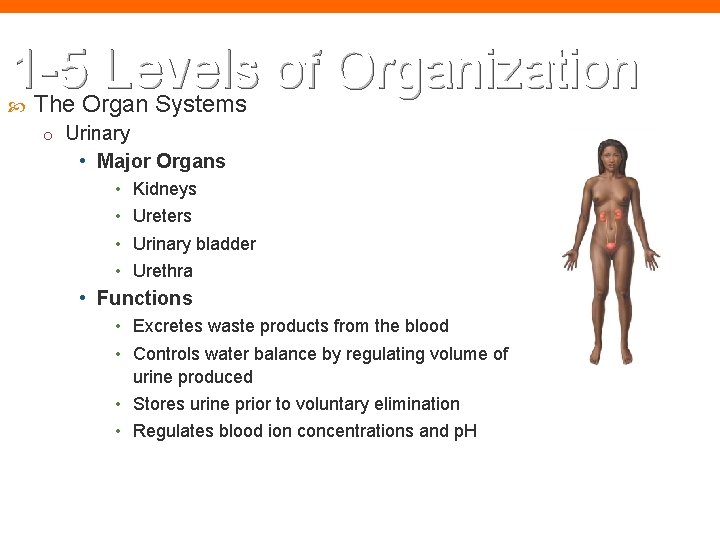 1 -5 Levels of Organization The Organ Systems o Urinary • Major Organs •