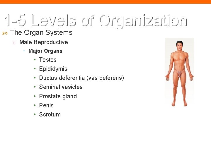 1 -5 Levels of Organization The Organ Systems o Male Reproductive • Major Organs