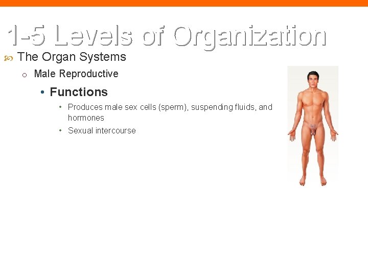 1 -5 Levels of Organization The Organ Systems o Male Reproductive • Functions •