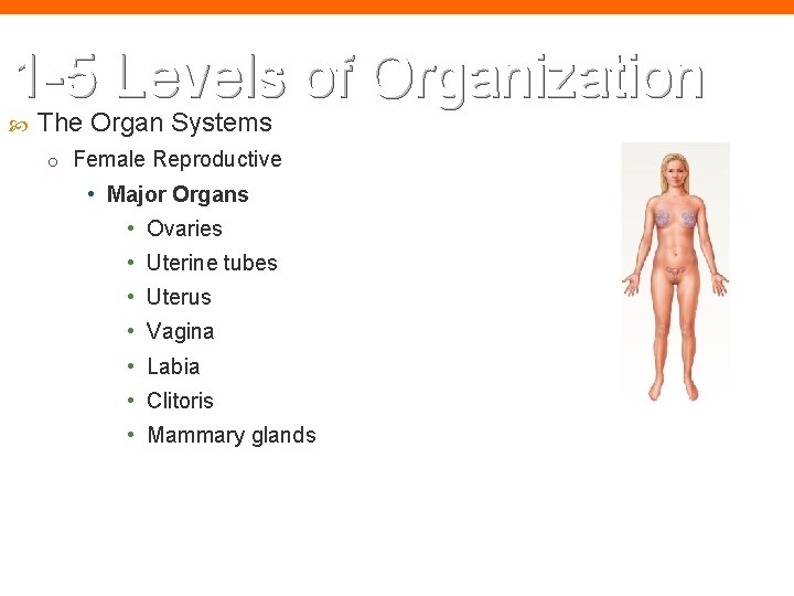 1 -5 Levels of Organization The Organ Systems o Female Reproductive • Major Organs