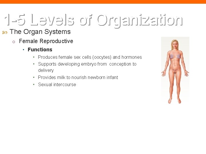 1 -5 Levels of Organization The Organ Systems o Female Reproductive • Functions •