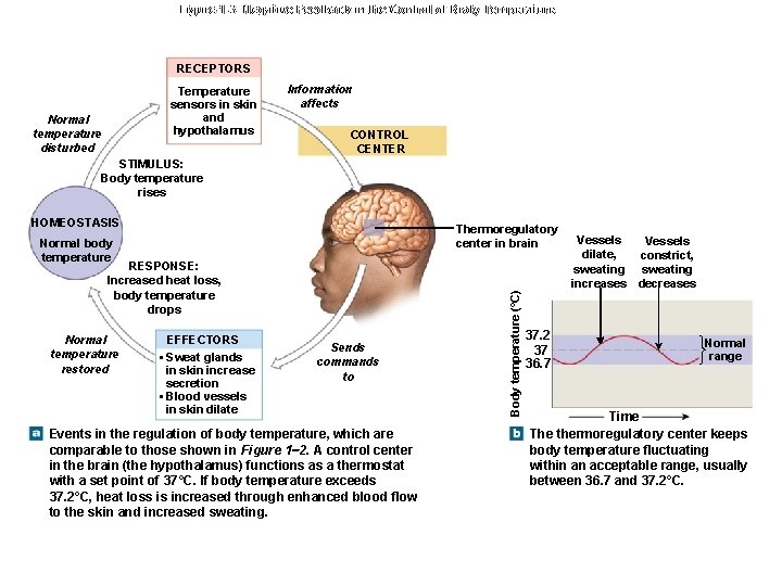 Figure 1 -3 Negative Feedback in the Control of Body Temperature RECEPTORS Temperature sensors