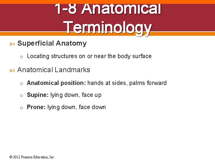 1 -8 Anatomical Terminology Superficial Anatomy o Locating structures on or near the body