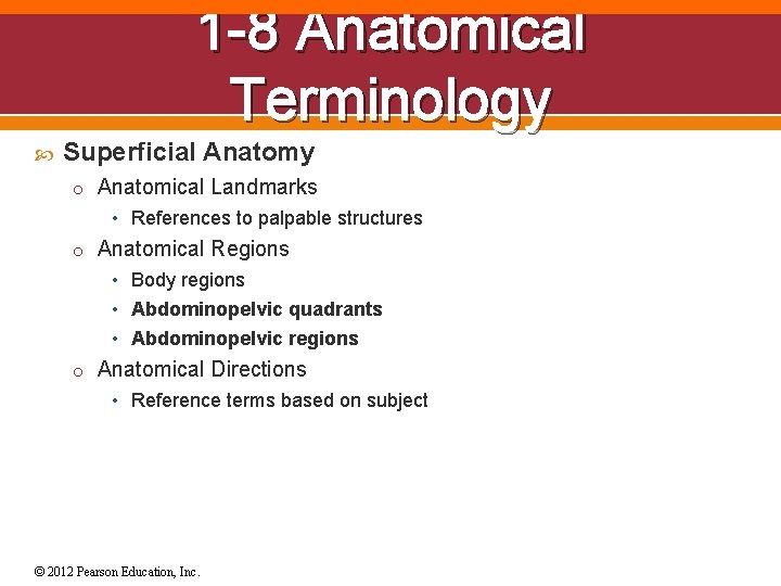 1 -8 Anatomical Terminology Superficial Anatomy o Anatomical Landmarks • References to palpable structures