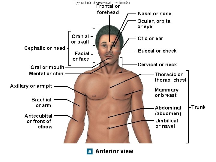 Figure 1 -5 a Anatomical Landmarks Frontal or forehead Cranial or skull Cephalic or
