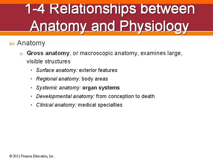 1 -4 Relationships between Anatomy and Physiology Anatomy o Gross anatomy, or macroscopic anatomy,
