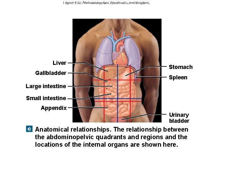 Figure 1 -6 c Abdominopelvic Quadrants and Regions Liver Gallbladder Stomach Spleen Large intestine
