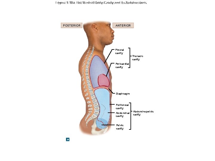 Figure 1 -10 a The Ventral Body Cavity and Its Subdivisions POSTERIOR ANTERIOR Pleural