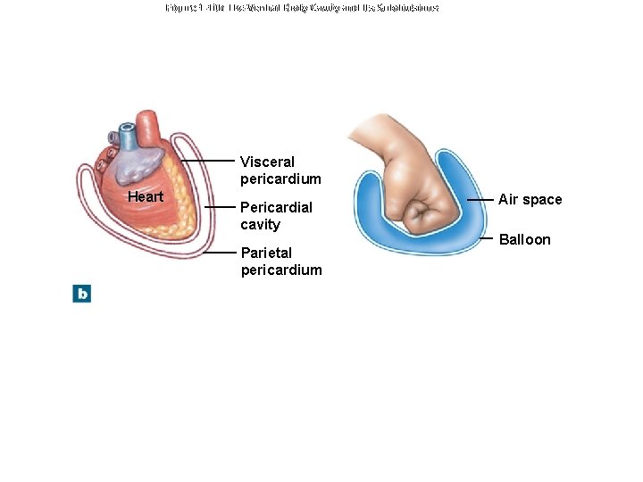 Figure 1 -10 b The Ventral Body Cavity and Its Subdivisions Visceral pericardium Heart