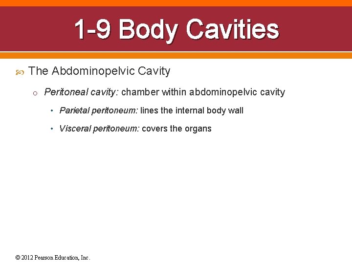 1 -9 Body Cavities The Abdominopelvic Cavity o Peritoneal cavity: chamber within abdominopelvic cavity