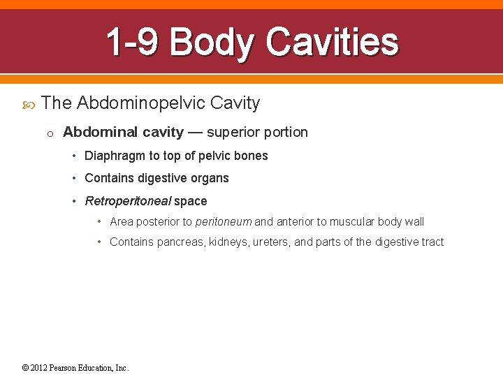 1 -9 Body Cavities The Abdominopelvic Cavity o Abdominal cavity — superior portion •