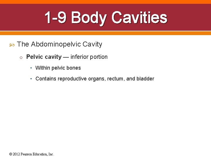 1 -9 Body Cavities The Abdominopelvic Cavity o Pelvic cavity — inferior portion •