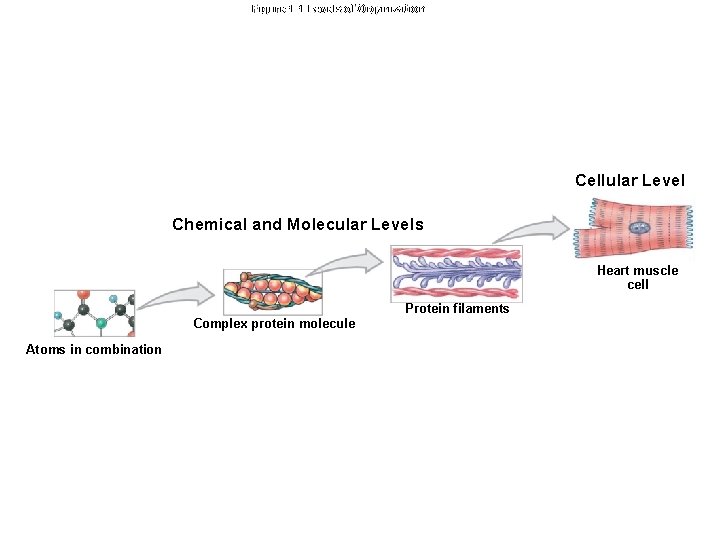 Figure 1 -1 Levels of Organization Cellular Level Chemical and Molecular Levels Heart muscle