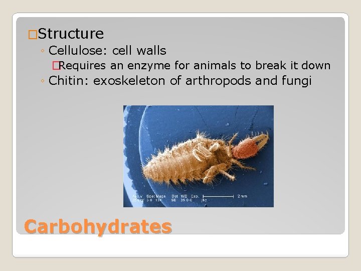 �Structure ◦ Cellulose: cell walls �Requires an enzyme for animals to break it down