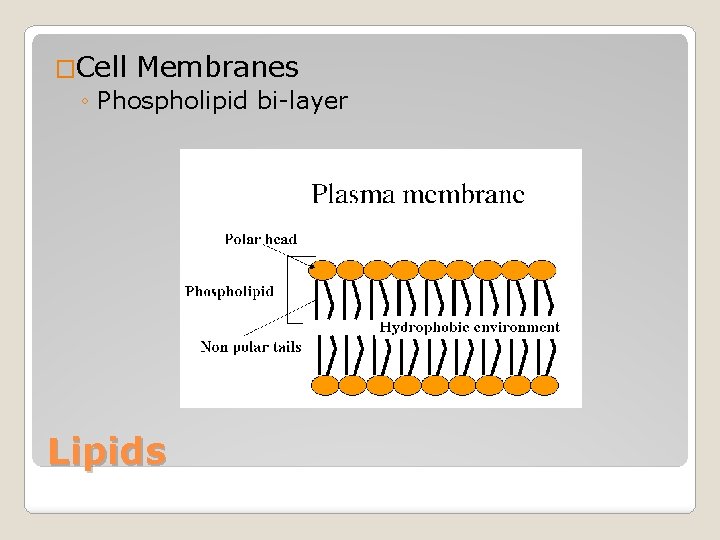 �Cell Membranes ◦ Phospholipid bi-layer Lipids 