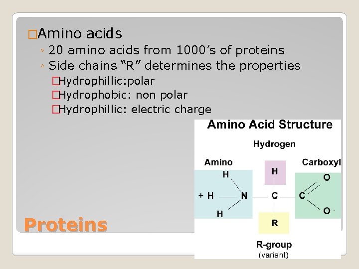 �Amino acids ◦ 20 amino acids from 1000’s of proteins ◦ Side chains “R”