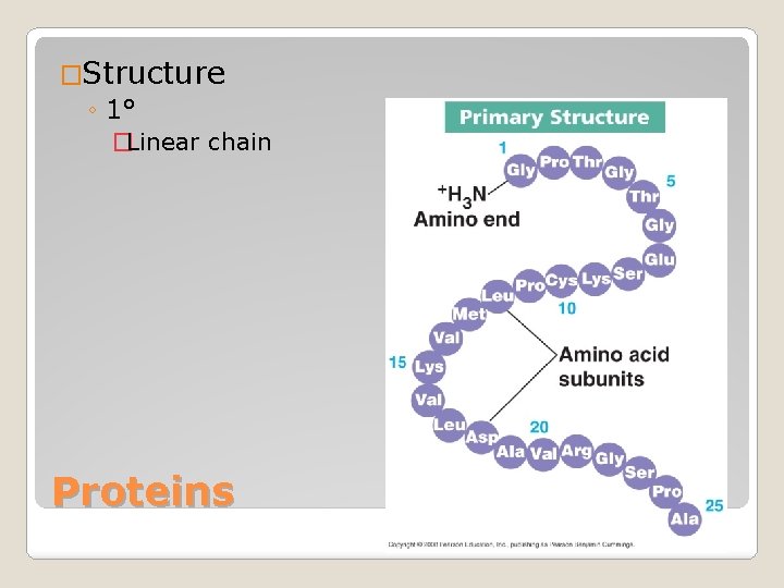 �Structure ◦ 1° �Linear chain Proteins 
