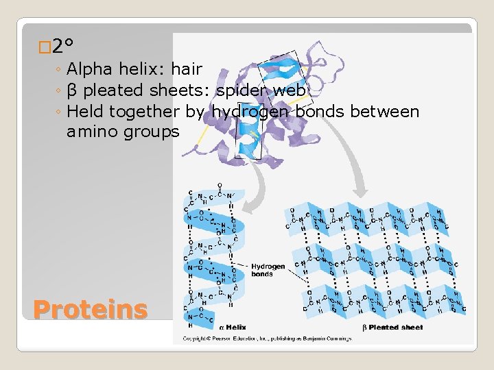 � 2° ◦ Alpha helix: hair ◦ β pleated sheets: spider web ◦ Held