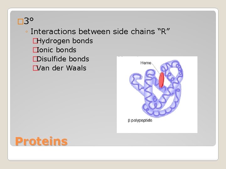 � 3° ◦ Interactions between side chains “R” �Hydrogen bonds �Ionic bonds �Disulfide bonds