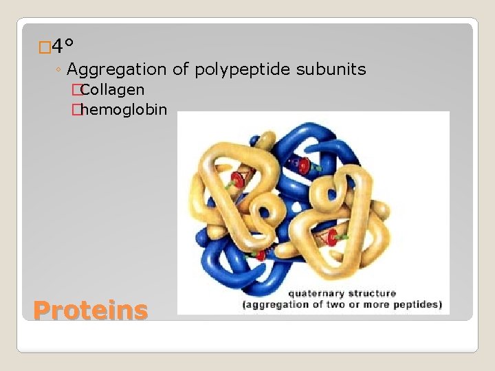 � 4° ◦ Aggregation of polypeptide subunits �Collagen �hemoglobin Proteins 