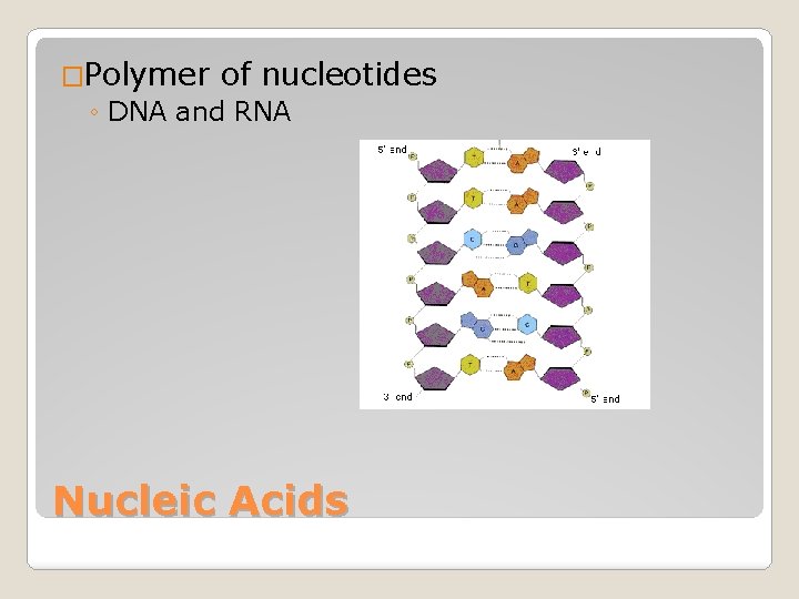 �Polymer of nucleotides ◦ DNA and RNA Nucleic Acids 